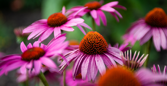 ATMS Natural Medicine Awards Echinacea Flower Picture