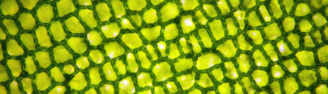 Close up of plant cells under microscope